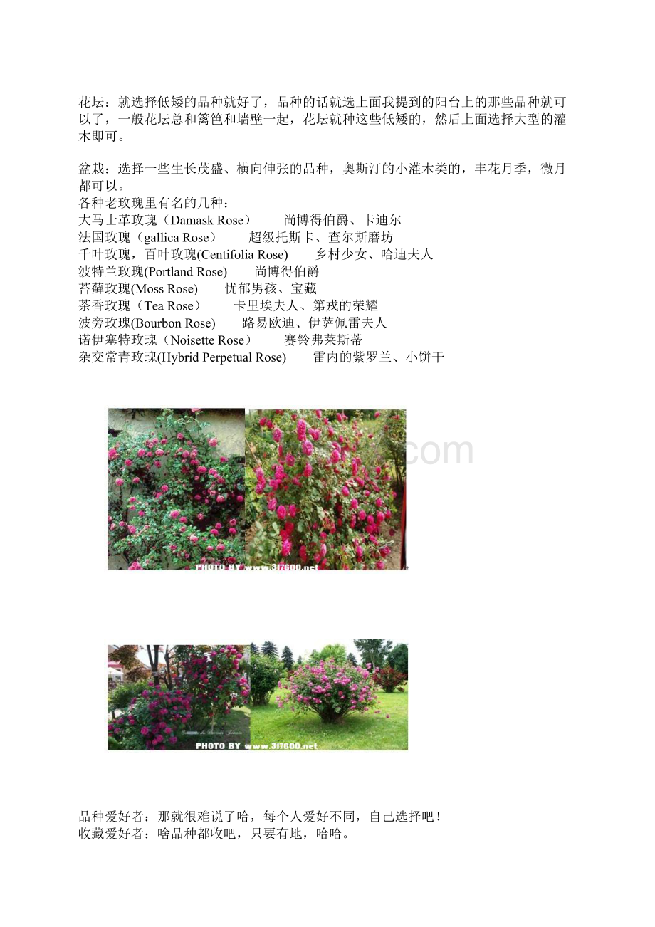 老园丁月季种植指南.docx_第2页