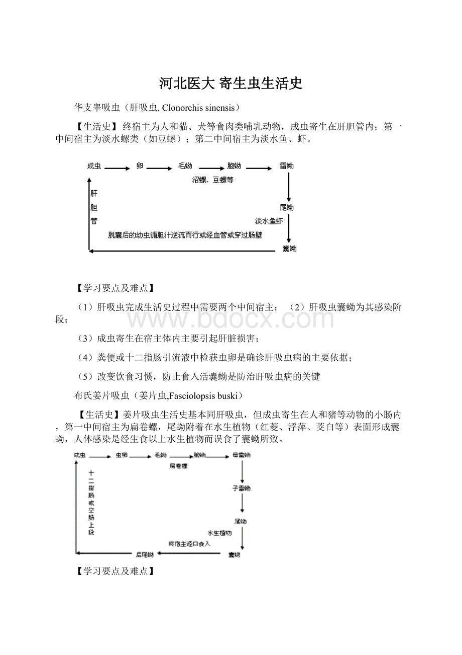 河北医大 寄生虫生活史.docx