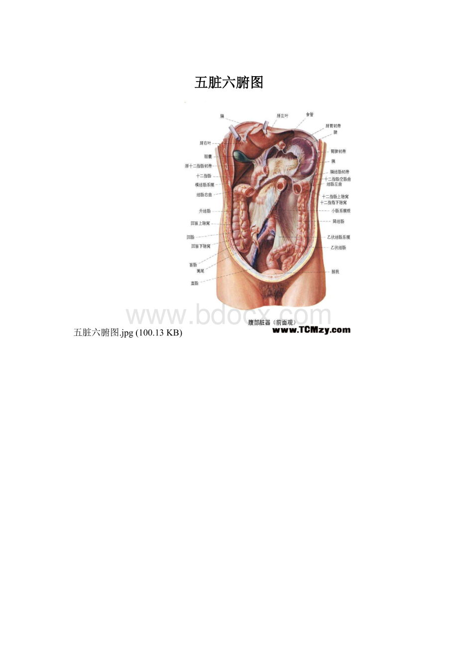 五脏六腑图Word格式文档下载.docx