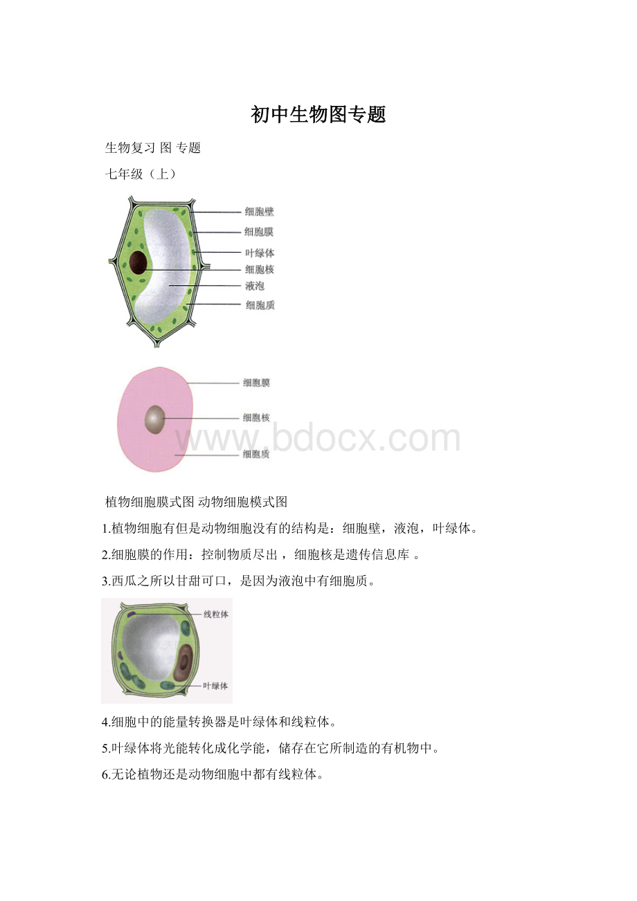 初中生物图专题Word下载.docx