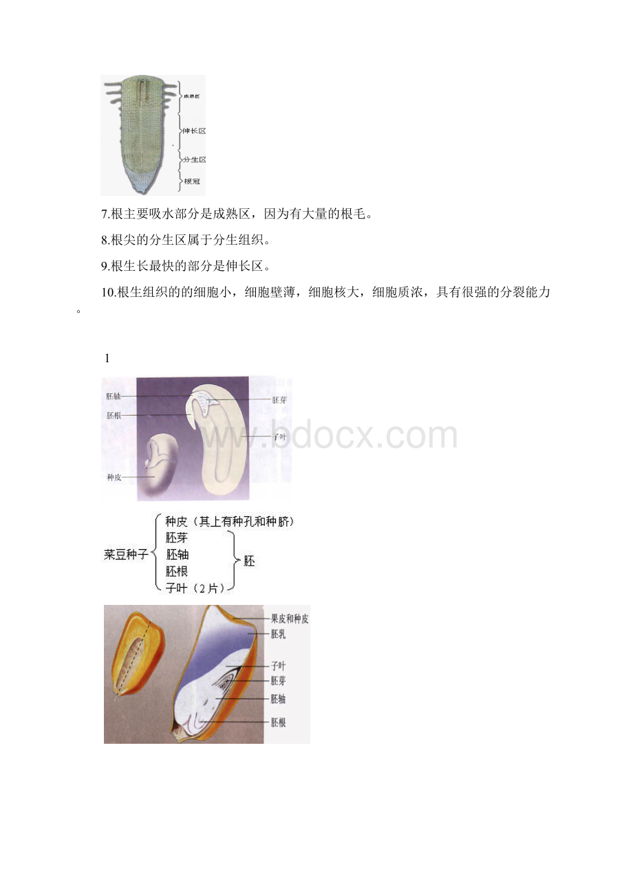 初中生物图专题Word下载.docx_第2页