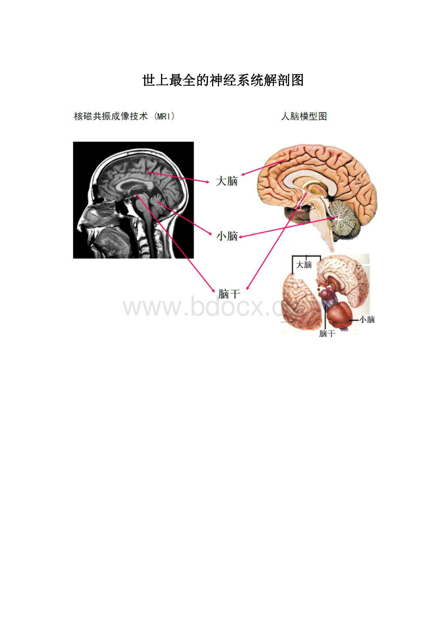 世上最全的神经系统解剖图Word格式.docx