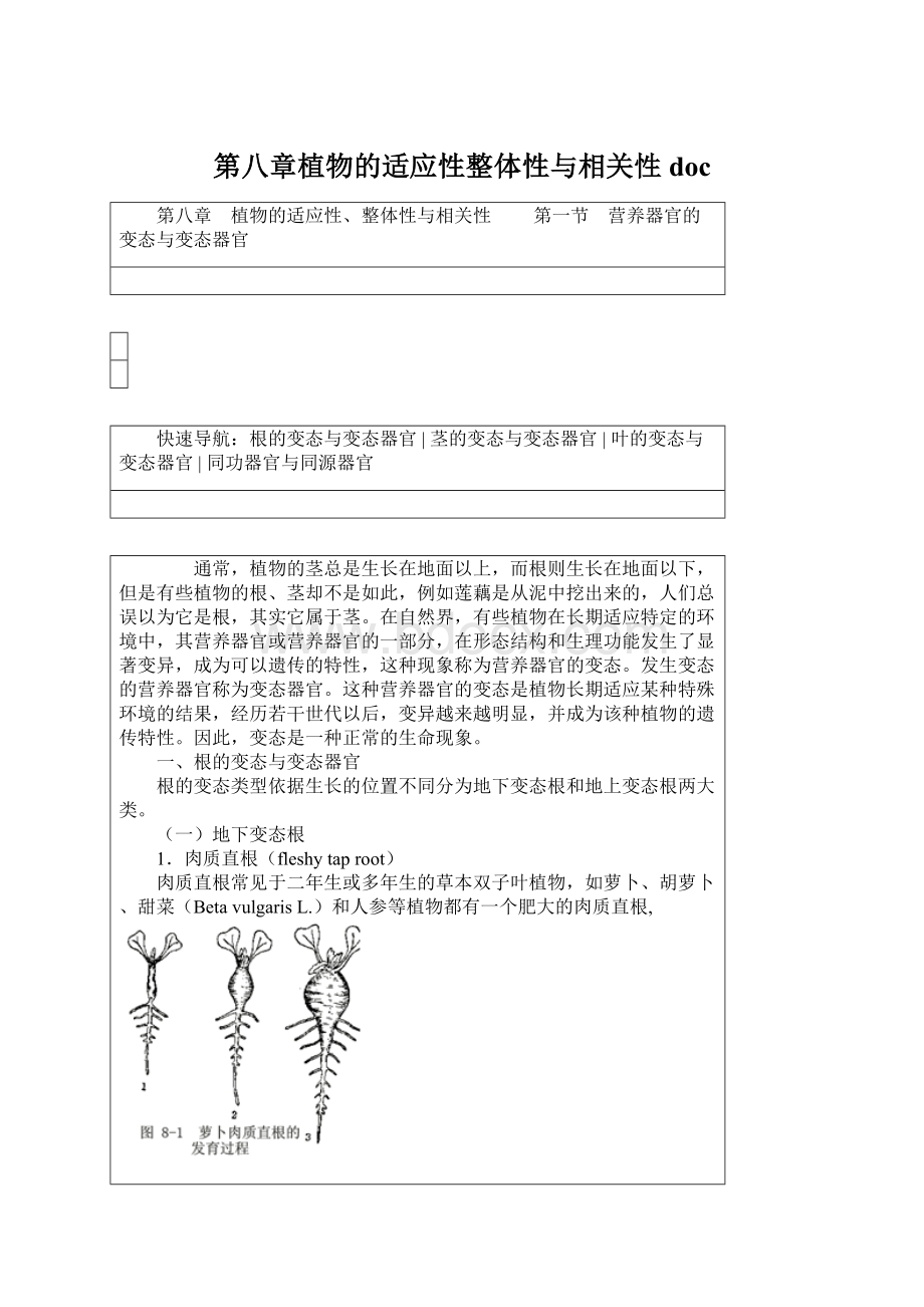 第八章植物的适应性整体性与相关性docWord文档下载推荐.docx