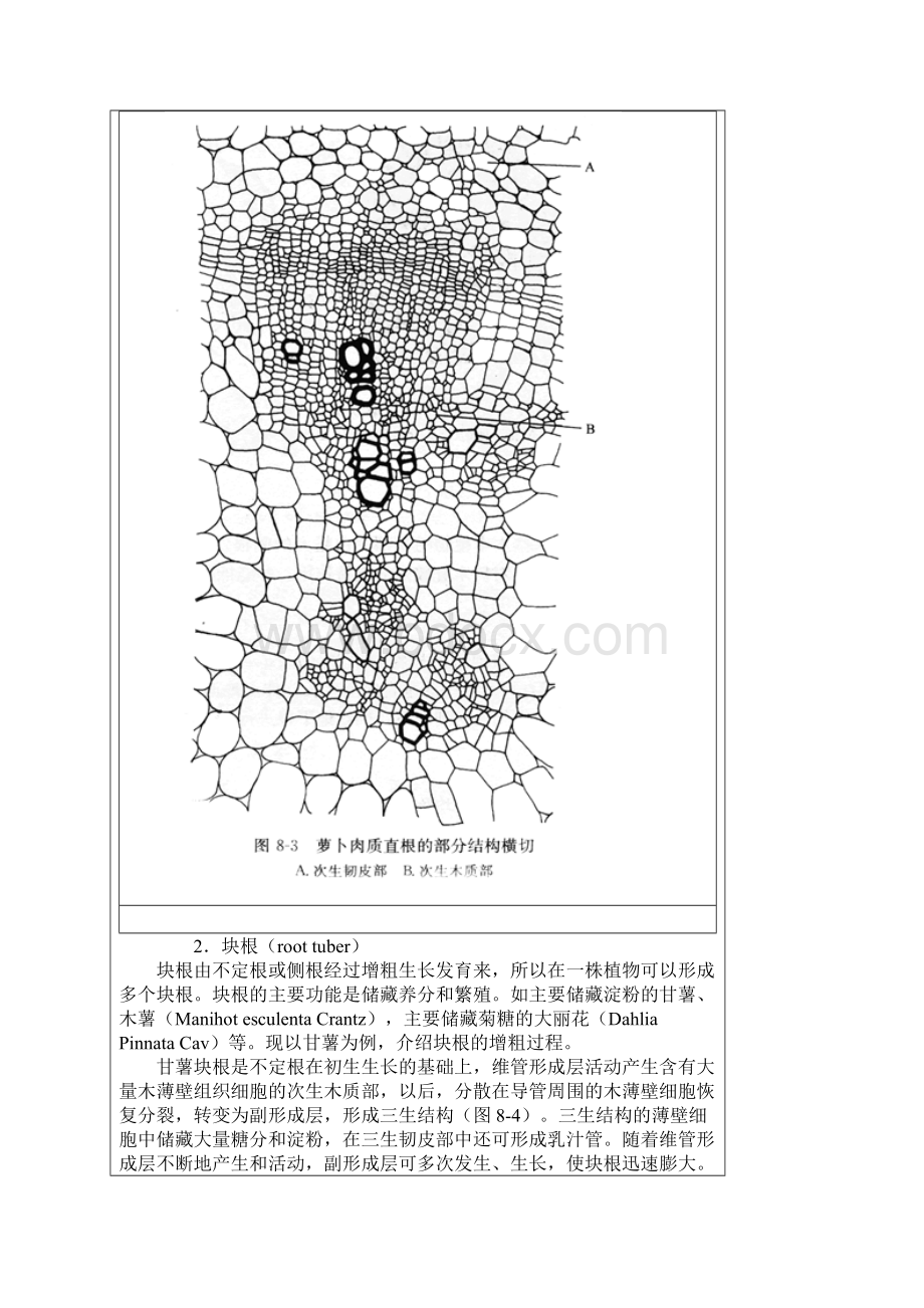 第八章植物的适应性整体性与相关性doc.docx_第3页