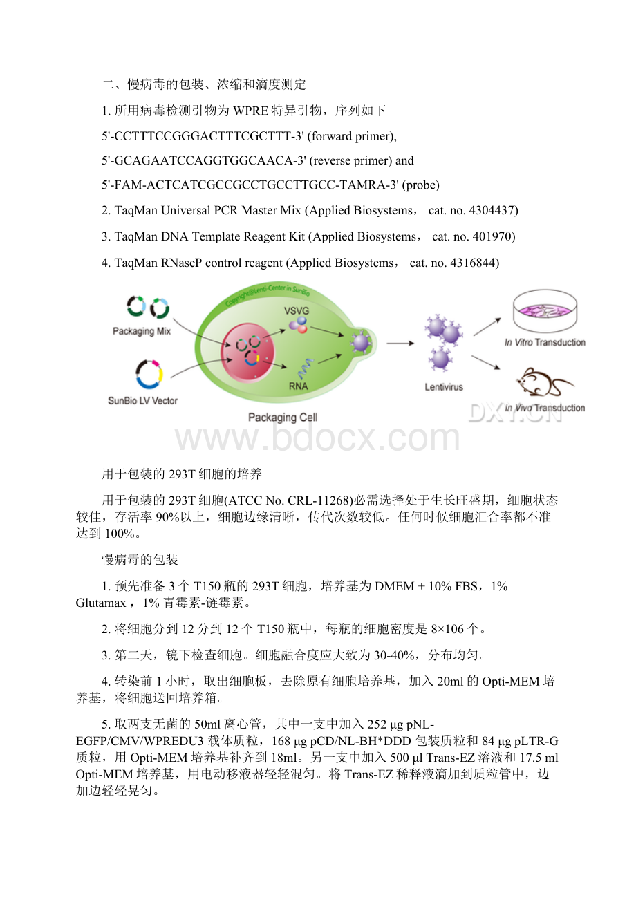 慢病毒包装浓缩纯化滴度实验步骤.docx_第2页