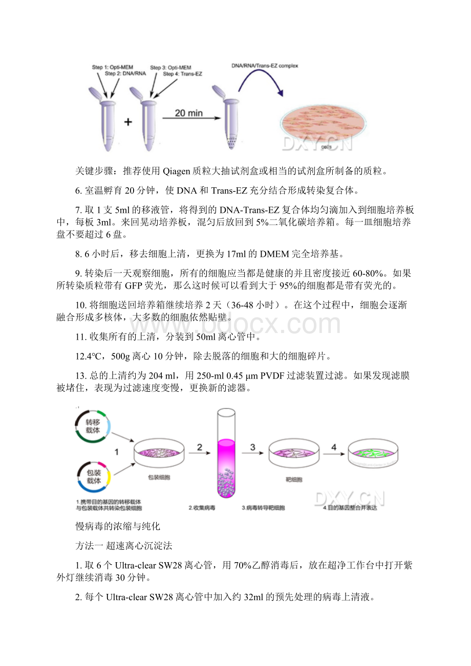 慢病毒包装浓缩纯化滴度实验步骤.docx_第3页