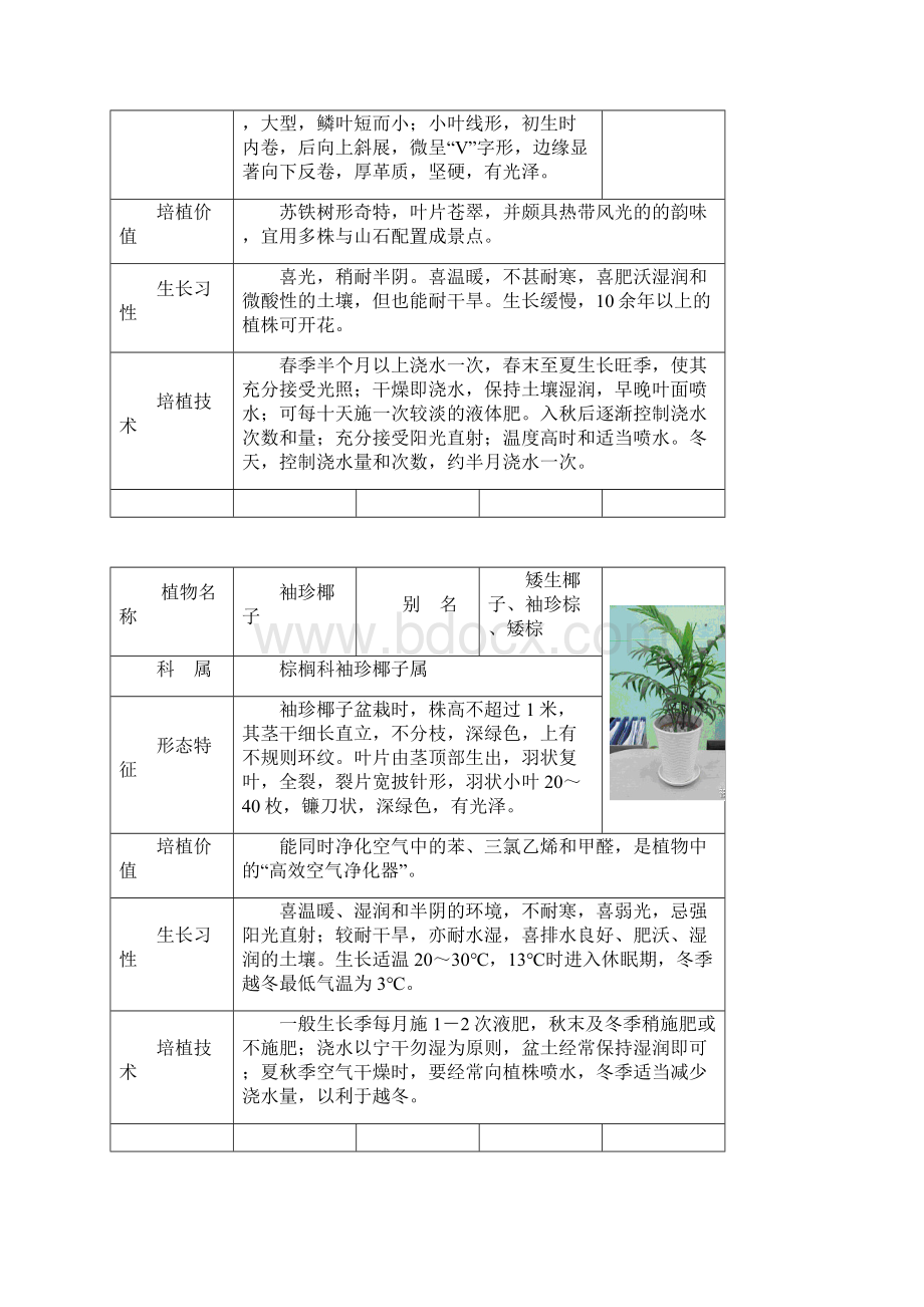 常见室内盆栽绿化植物.docx_第2页