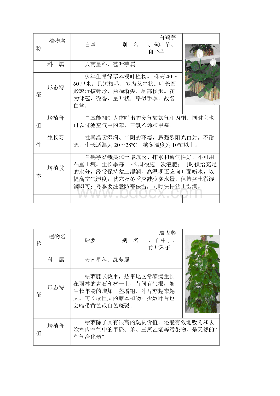 常见室内盆栽绿化植物.docx_第3页