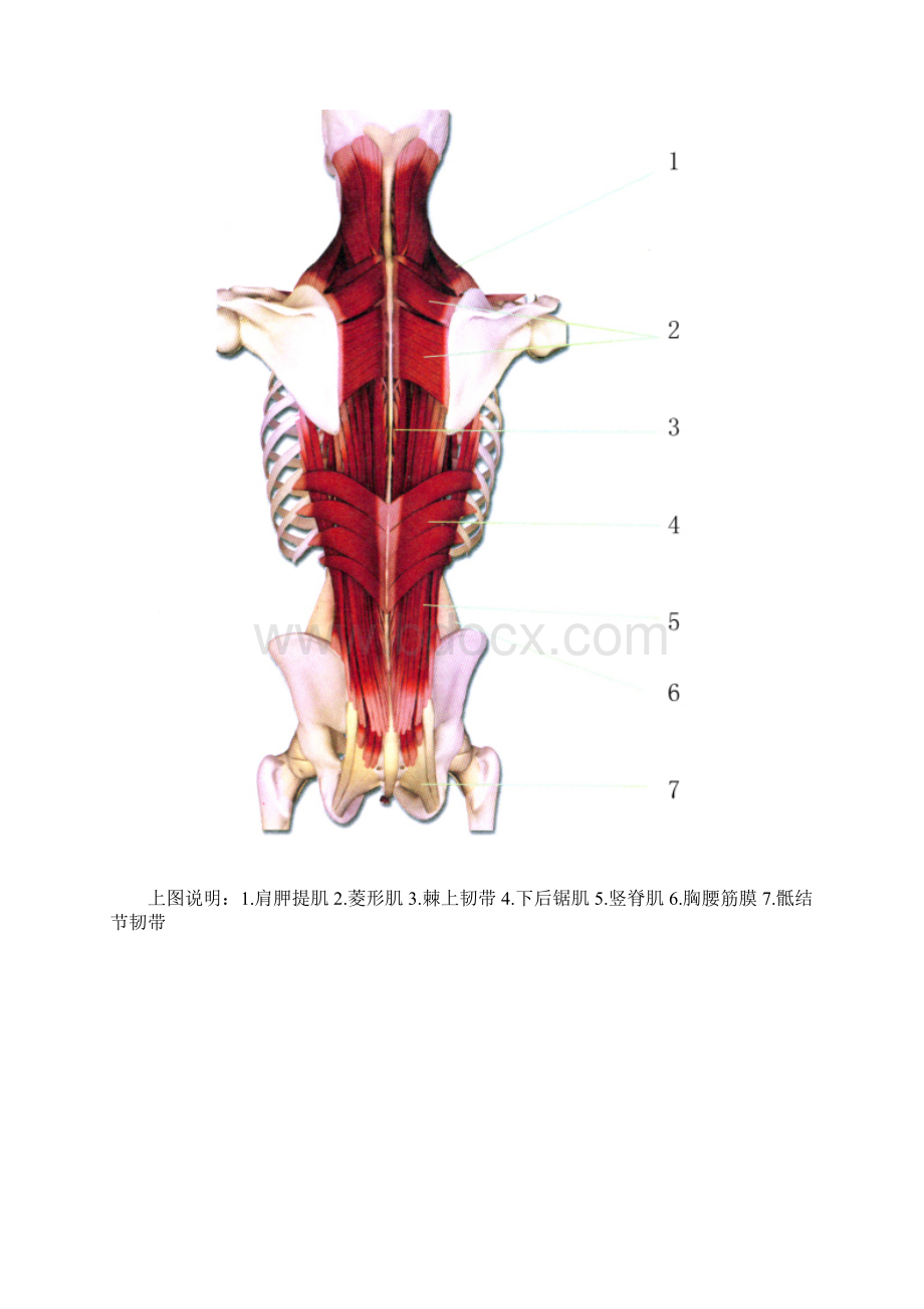 精选肌肉解剖图.docx_第2页