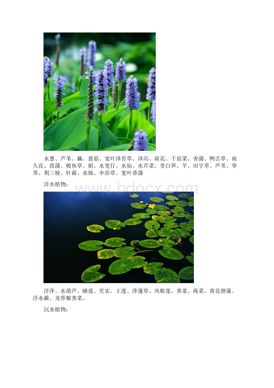 最全面园林植物配置表Word文件下载.docx_第2页