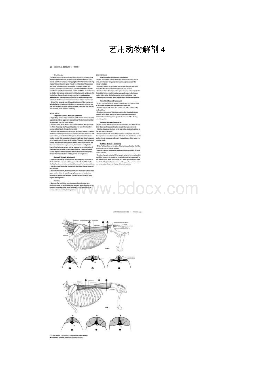 艺用动物解剖 4Word格式文档下载.docx