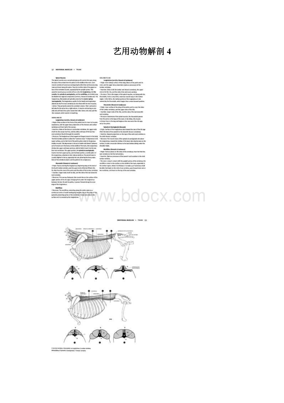 艺用动物解剖 4.docx