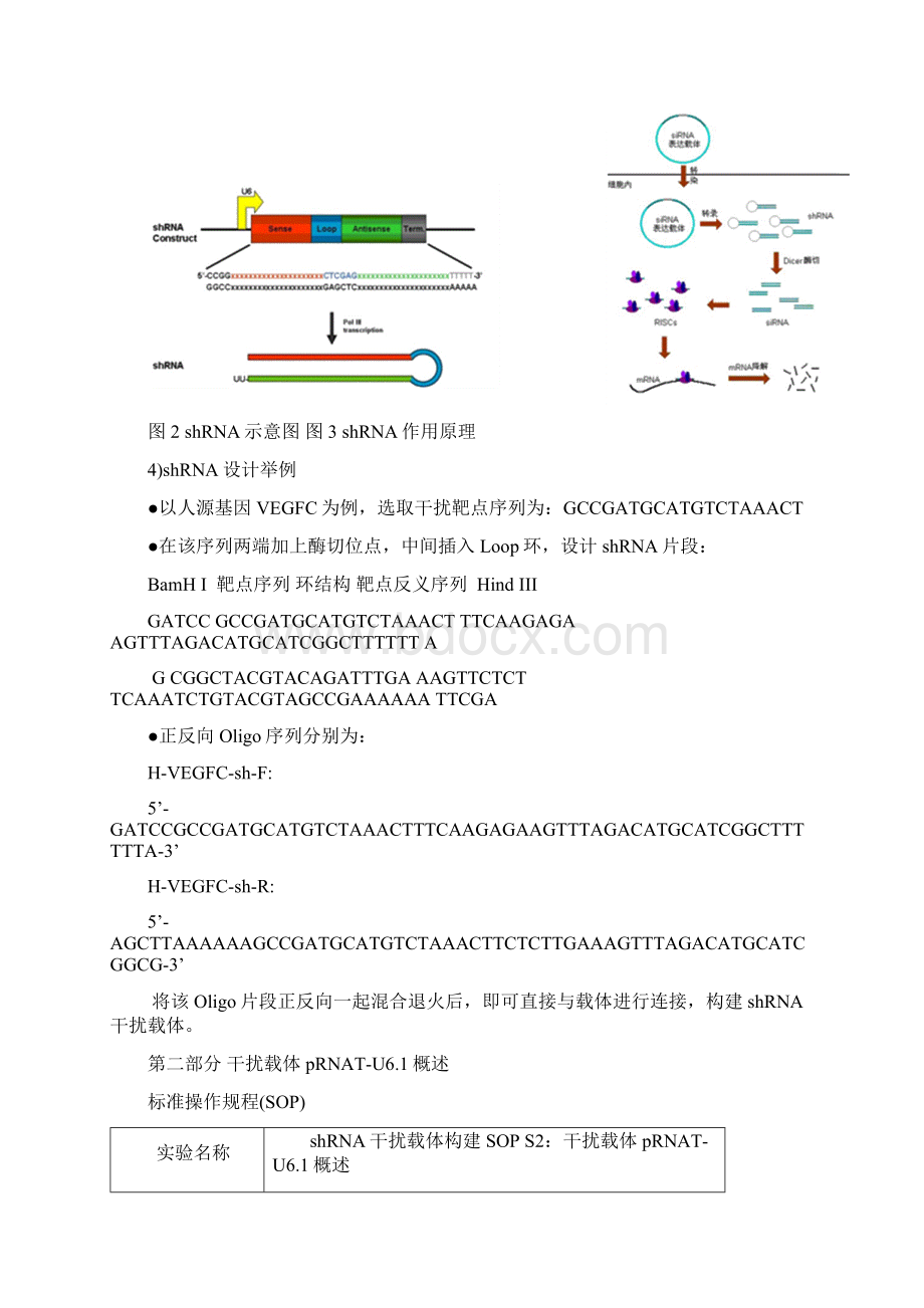 干扰载体构建SOP.docx_第3页