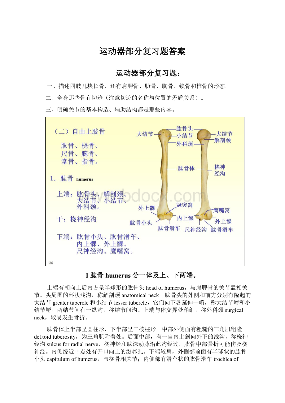 运动器部分复习题答案.docx_第1页