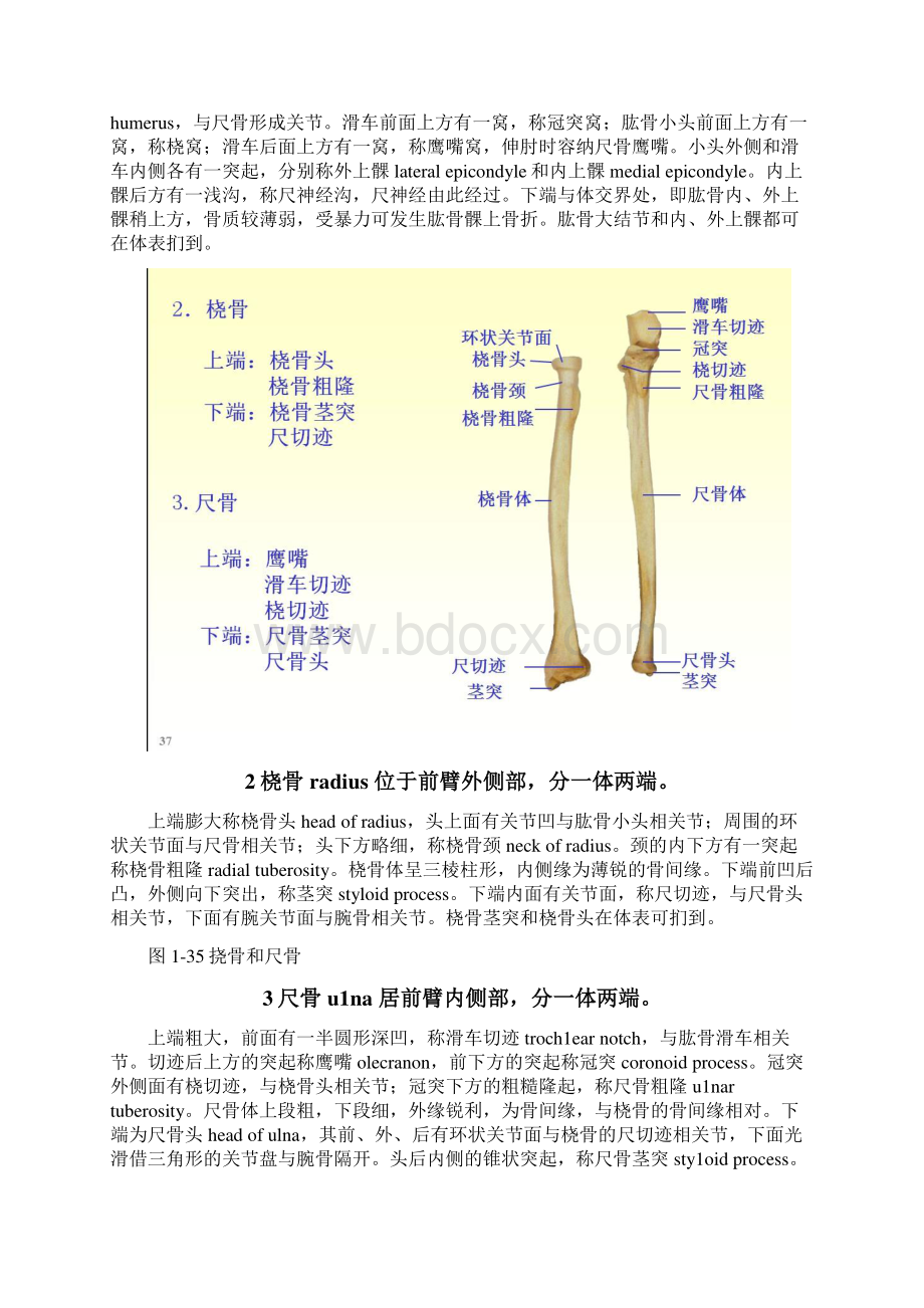 运动器部分复习题答案.docx_第2页