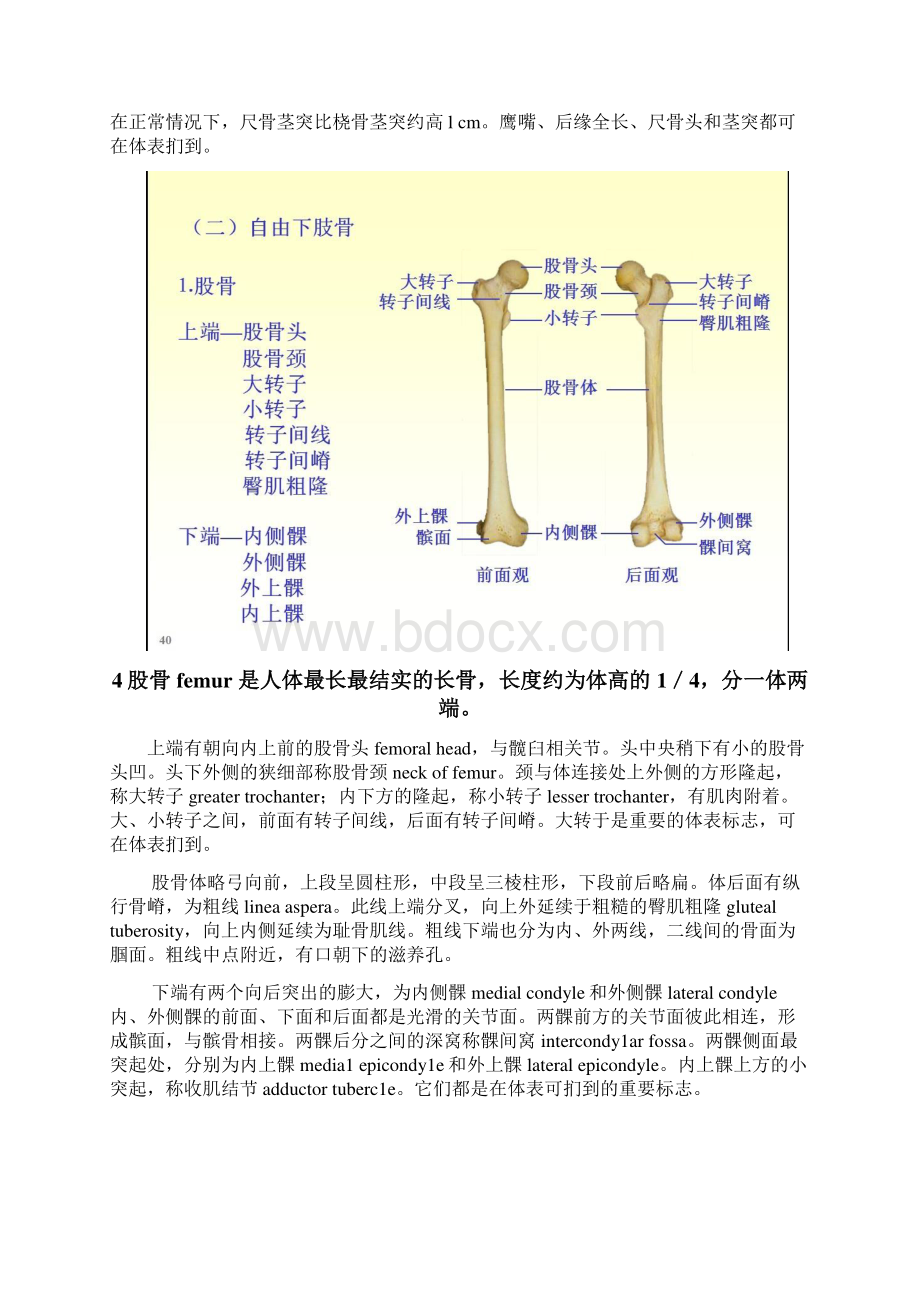 运动器部分复习题答案.docx_第3页