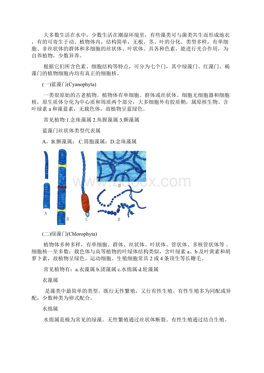 最新多姿多彩的植物世界精选文档格式.docx_第2页