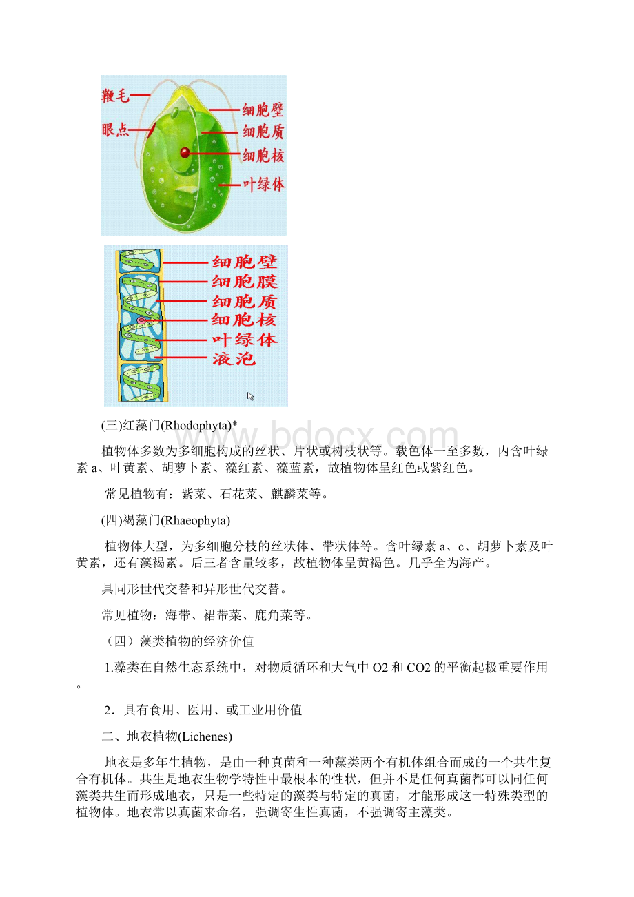 最新多姿多彩的植物世界精选文档格式.docx_第3页