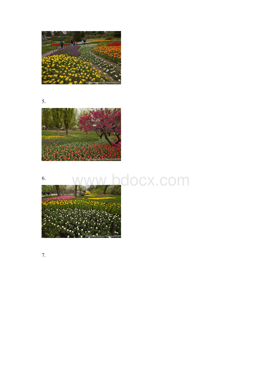 转发北京植物园的春组图Word文件下载.docx_第3页