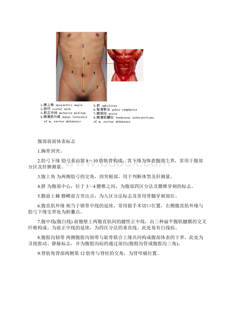 体格检查腹部检查文档格式.docx_第2页