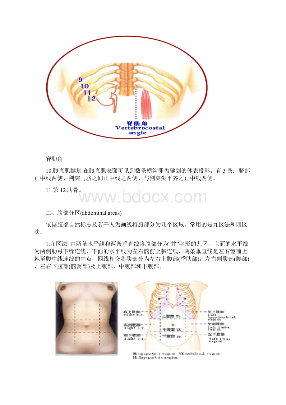 体格检查腹部检查文档格式.docx_第3页