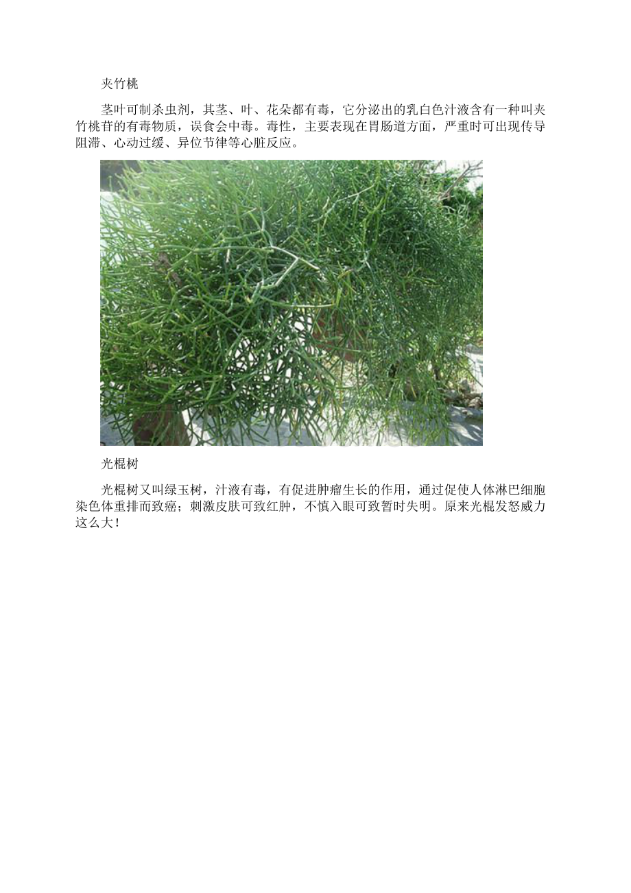 你意想不到的有毒植物.docx_第2页