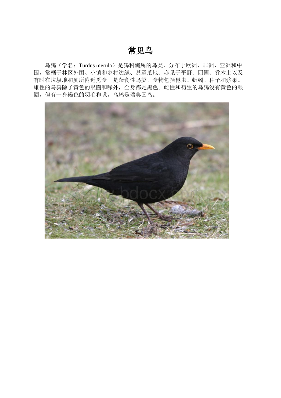 常见鸟.docx_第1页