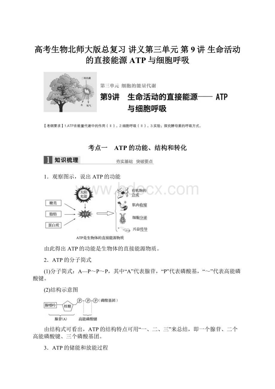 高考生物北师大版总复习 讲义第三单元 第9讲 生命活动的直接能源ATP与细胞呼吸.docx