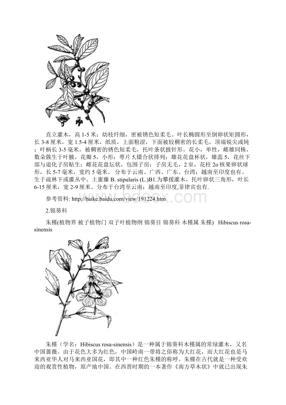 校园植物认识报告 关于常见的校园植物名录文档格式.docx_第2页