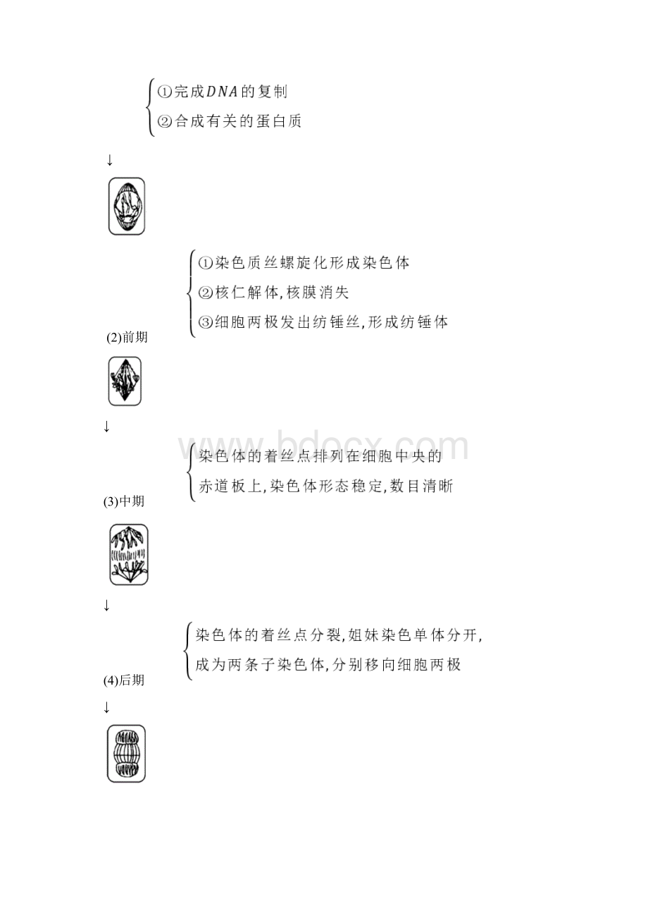 有丝分裂和减数分裂知识点总结大全Word文档格式.docx_第2页