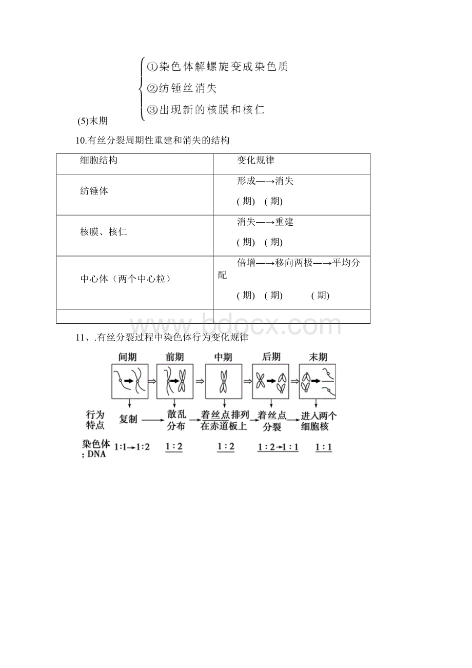 有丝分裂和减数分裂知识点总结大全Word文档格式.docx_第3页