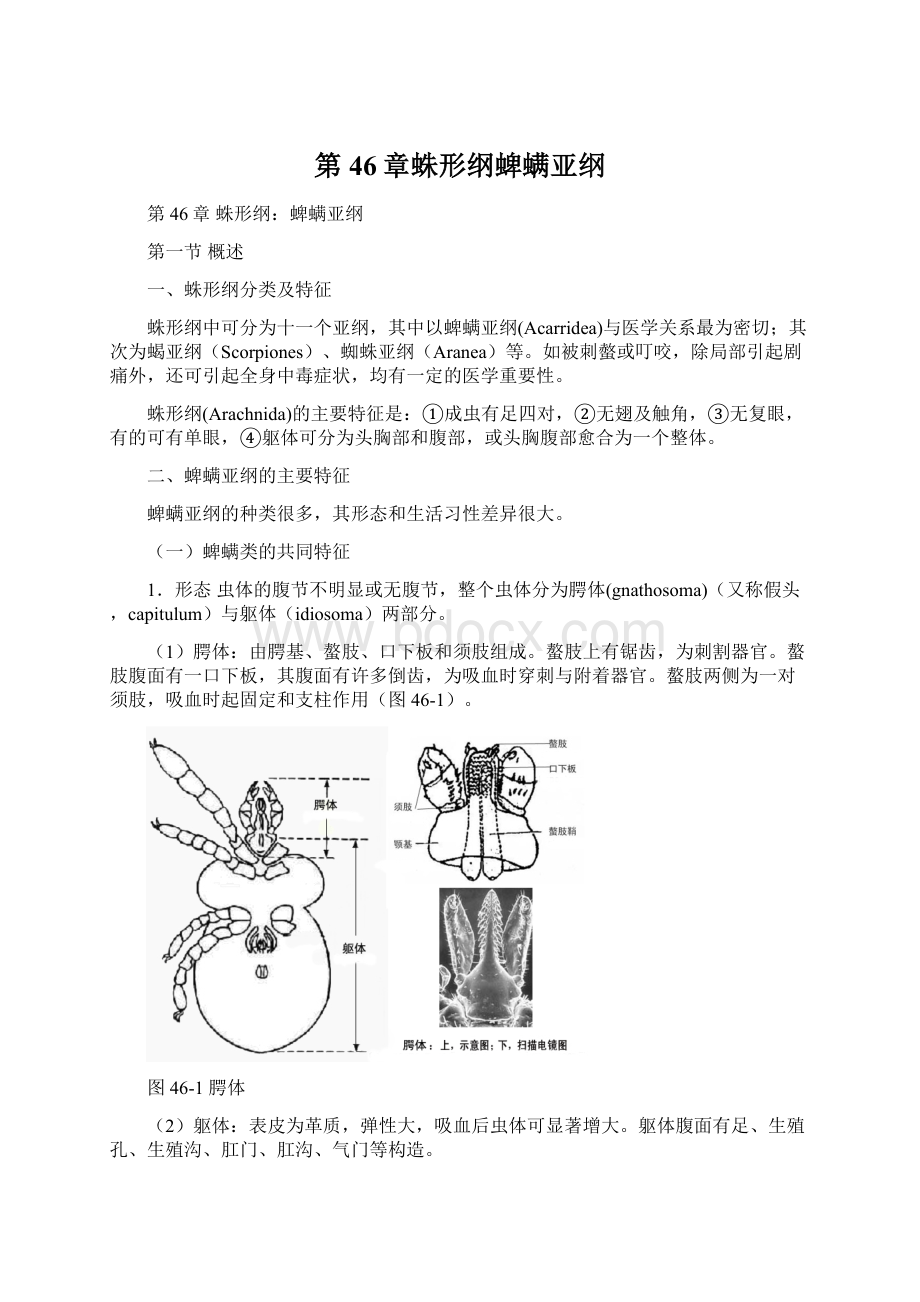 第46章蛛形纲蜱螨亚纲文档格式.docx_第1页