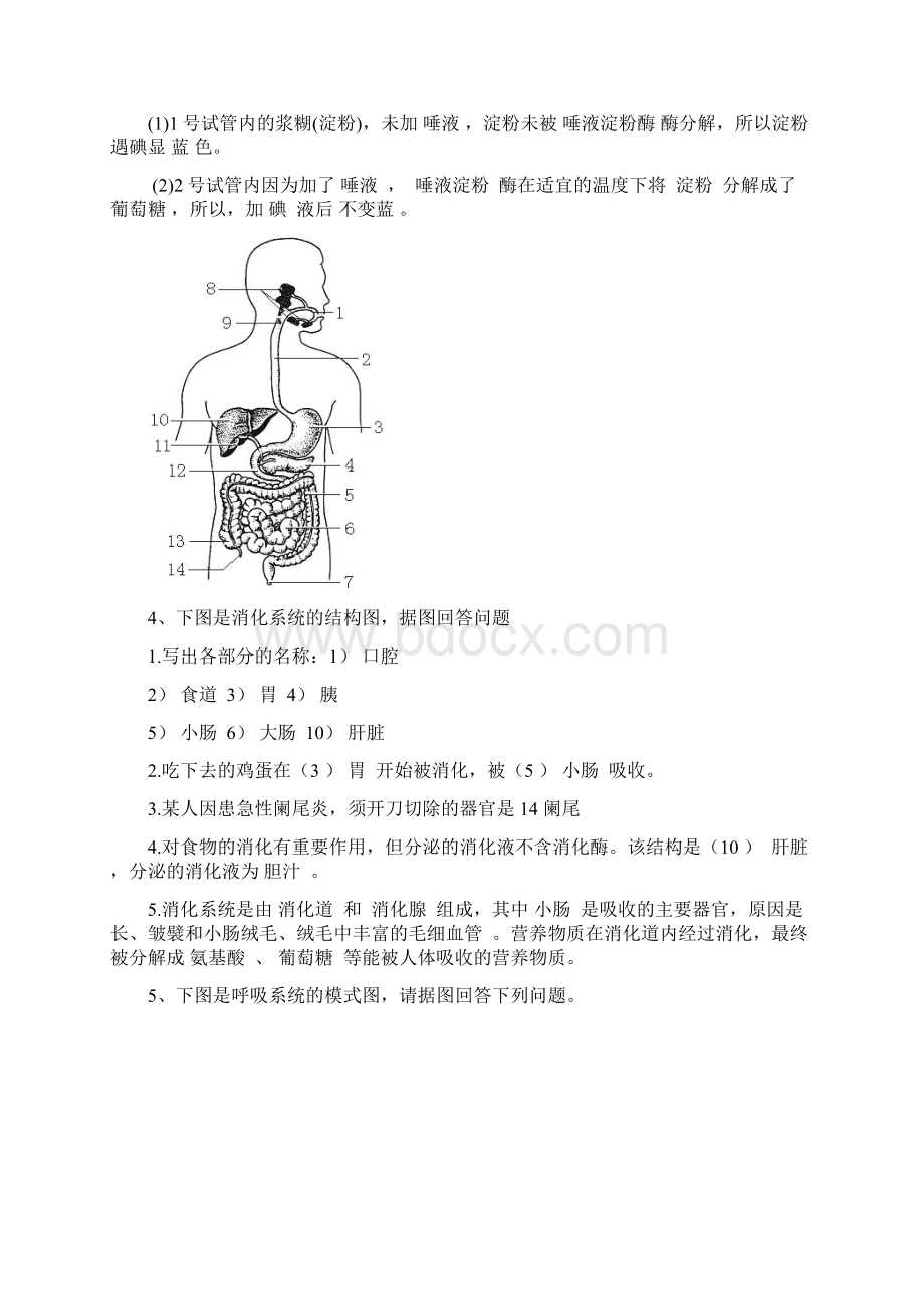 七年级下册生物识图题.docx_第3页