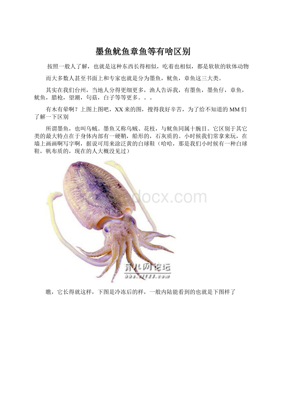 墨鱼鱿鱼章鱼等有啥区别.docx