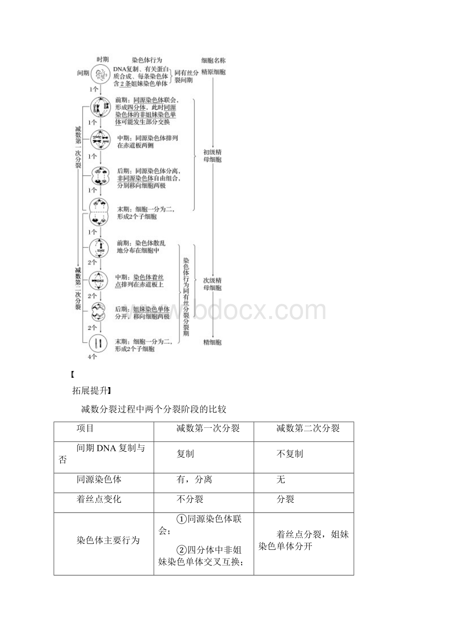 学年高中生物第2章基因和染色体的关系第1节减数分裂和受精作用第1课时减数分裂的概念精子的形成.docx_第3页