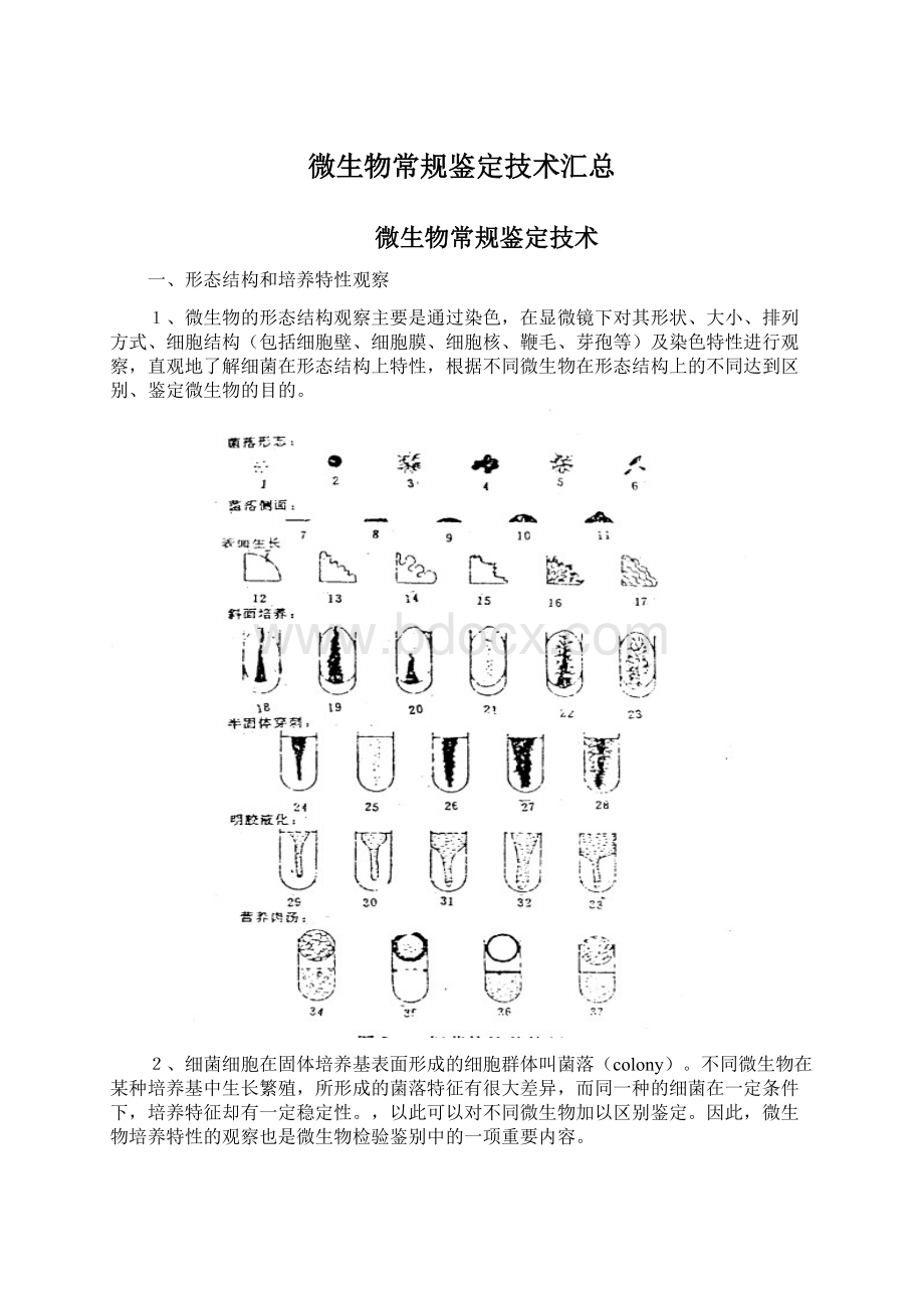 微生物常规鉴定技术汇总文档格式.docx_第1页