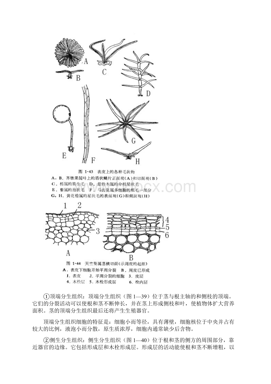 高中生物竞赛培优教案植物一.docx_第3页