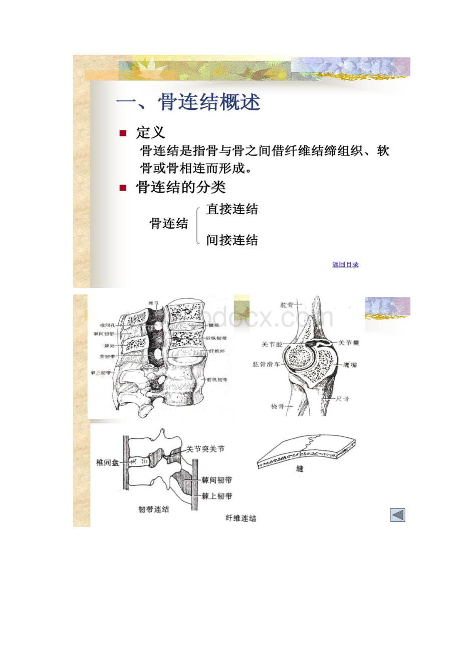 系统解剖学之关节学总论汇总.docx_第2页