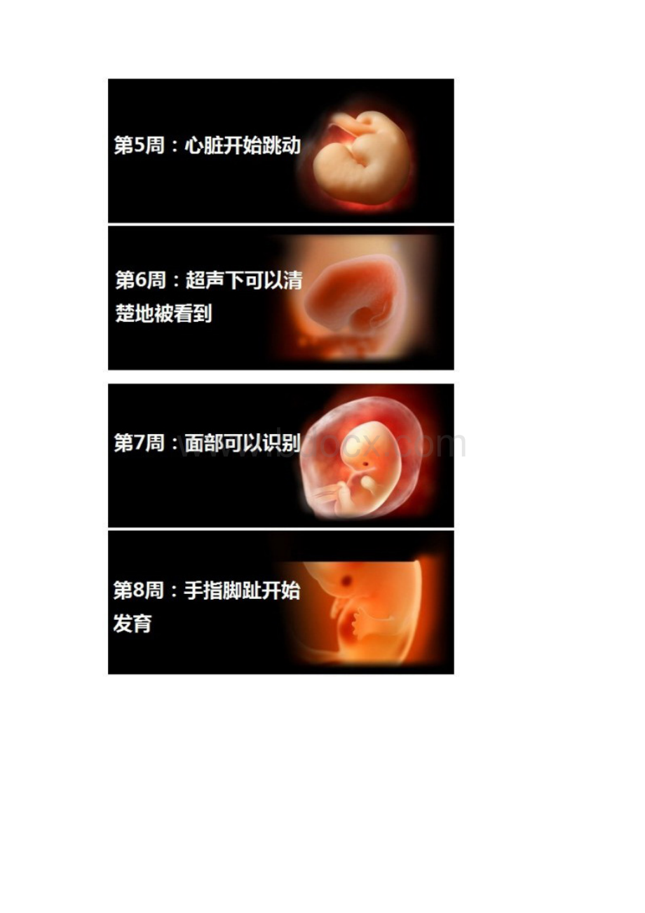 史上最全的胎儿发育图+注解生命很神奇Word格式文档下载.docx_第2页