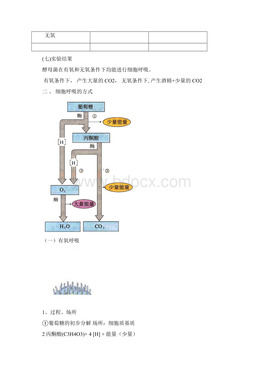 光合作用和呼吸作用知识点总结.docx_第3页