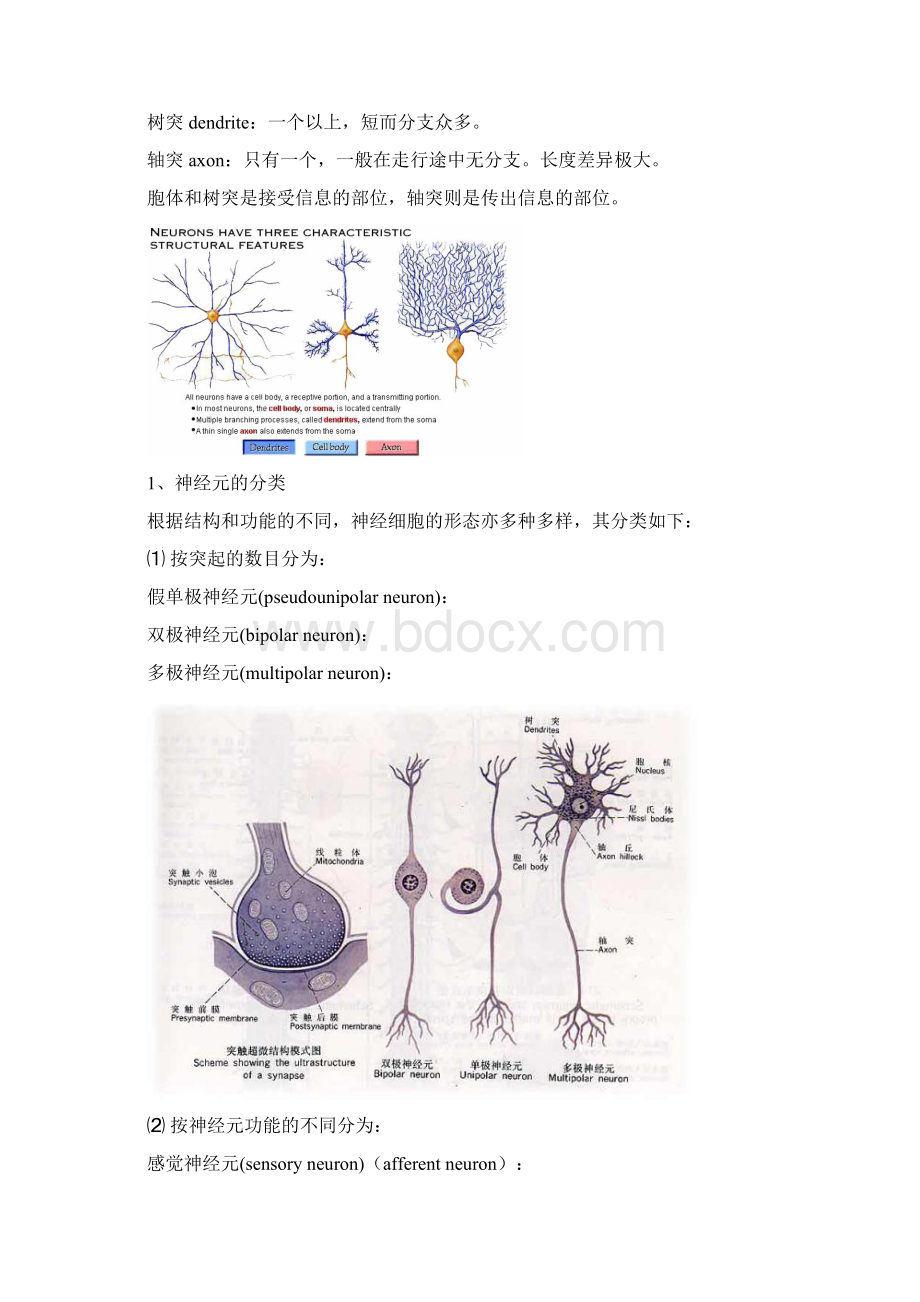 精选神经系统总论.docx_第3页