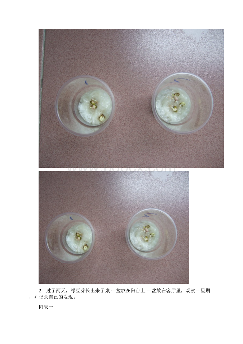 绿豆芽的生长实验报告.docx_第2页