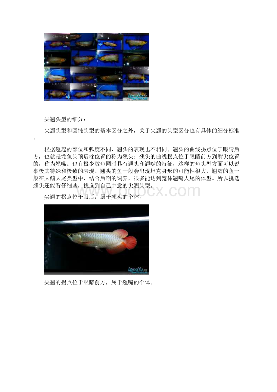 龙鱼的饲养注意事项及几种常见状况的恢复方法.docx_第2页