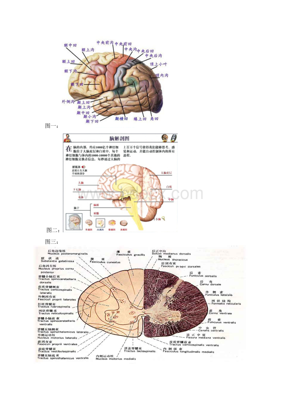 心理学导论黄希庭第二版第二章 心理的生物基础.docx_第3页