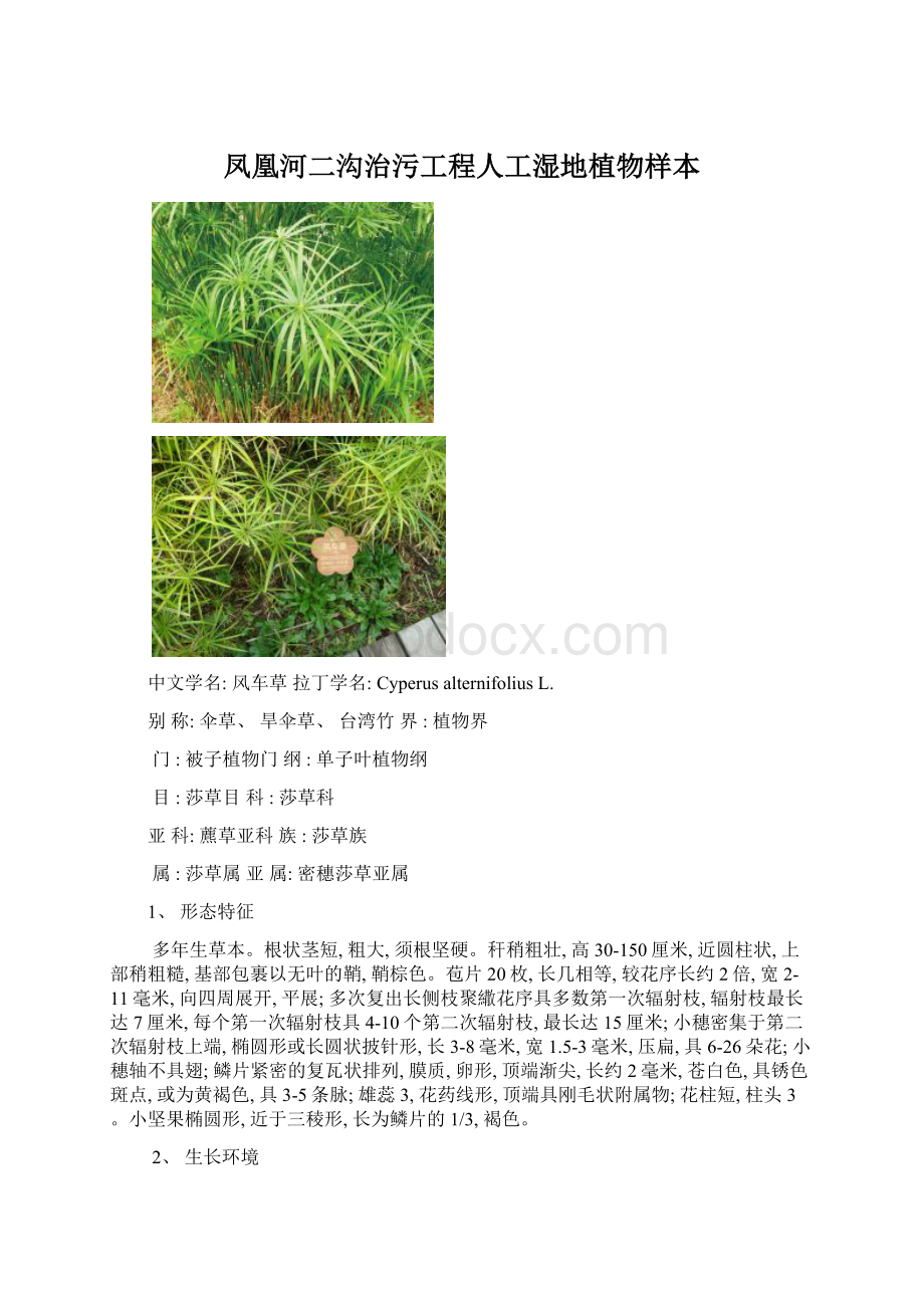 凤凰河二沟治污工程人工湿地植物样本.docx_第1页