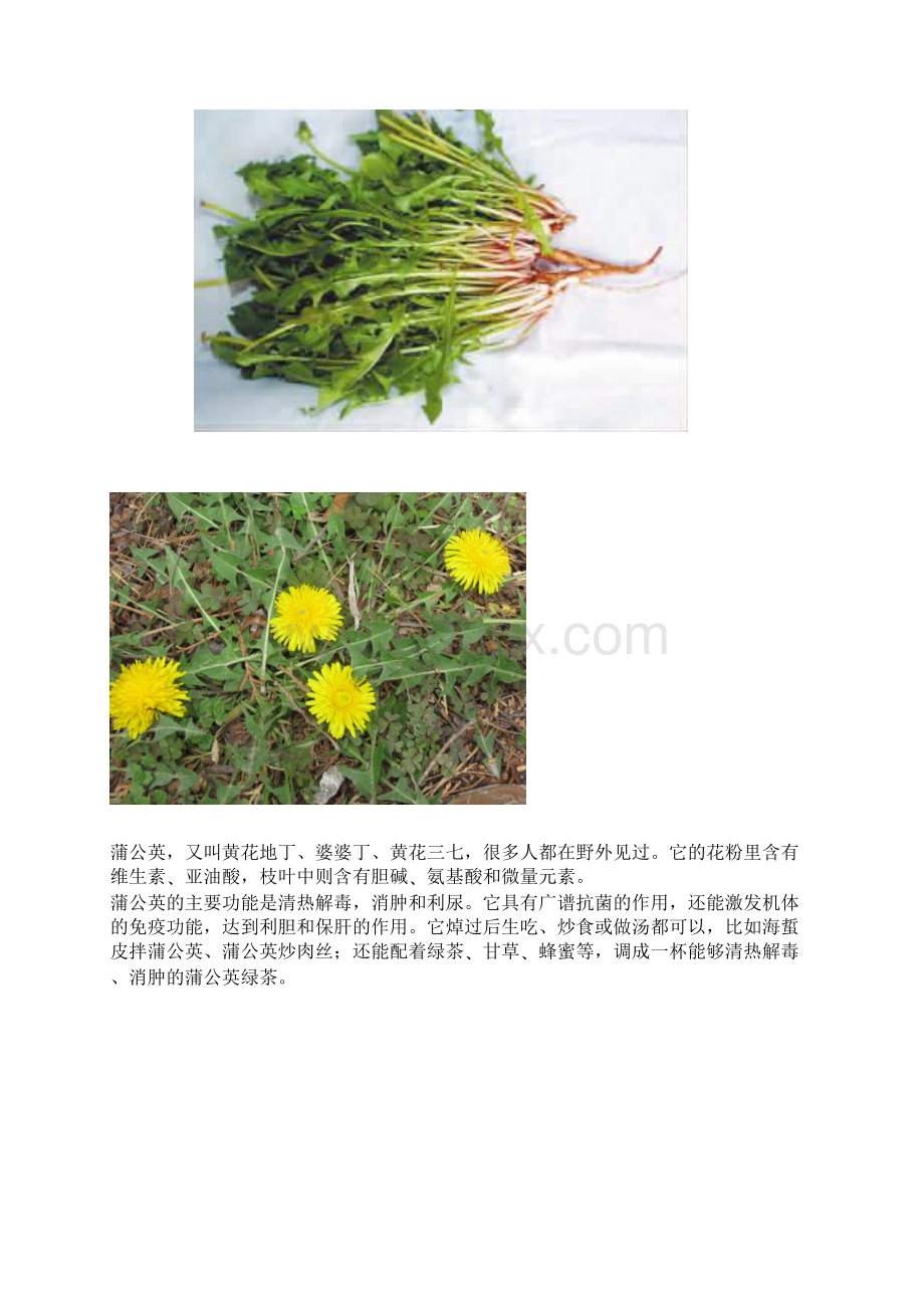 不花钱的野菜能治病Word格式.docx_第3页