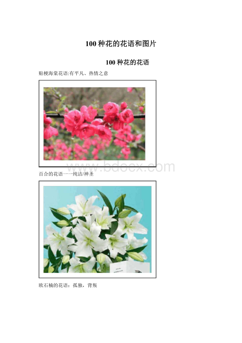 100种花的花语和图片.docx_第1页