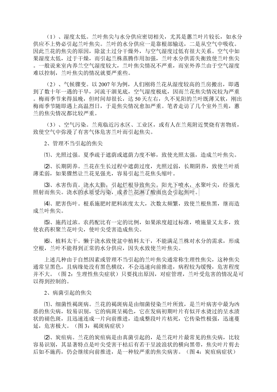 兰花常见病图解教学提纲.docx_第2页