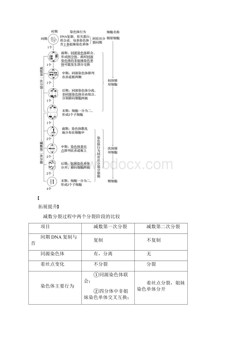 高中生物减数分裂和受精作用第1课时减数分裂的概念精子的形成过程名师制作优质学案新人教版必修.docx_第3页