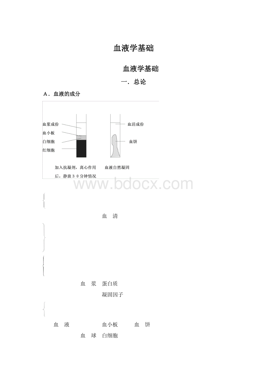 血液学基础.docx